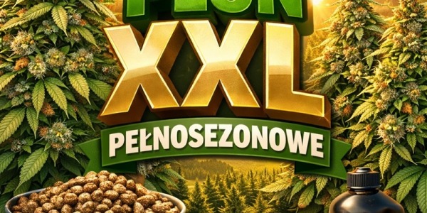 Nasiona marihuany – największy plon indoor i outdoor