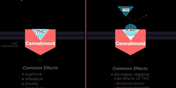 CBD vs THC – czym się różnią? Porównanie działania i właściwości