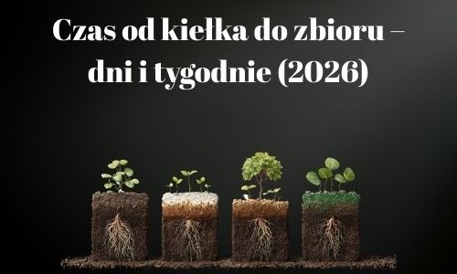Ile rośnie automat? Czas wzrostu i dojrzewania