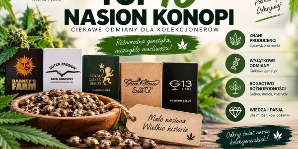 10 najlepszych nasion konopi w 2022 roku
