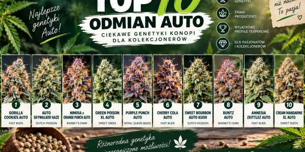 Najlepsze odmiany Auto w 2022r.