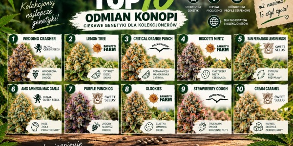 Najlepsze odmiany pełnosezonowe- manualne w 2022r.