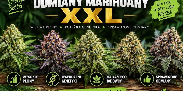 Odmiany marihuany XXL - największy plon