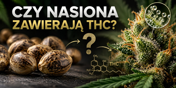 Czy nasiona marihuany zawierają THC? Fakty o THC w nasionach konopi
