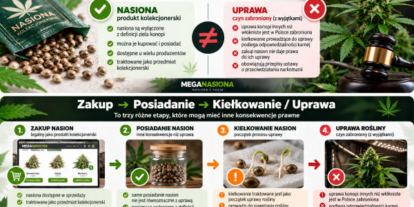 Czy nasiona marihuany są legalne w Polsce? Prawo 2026