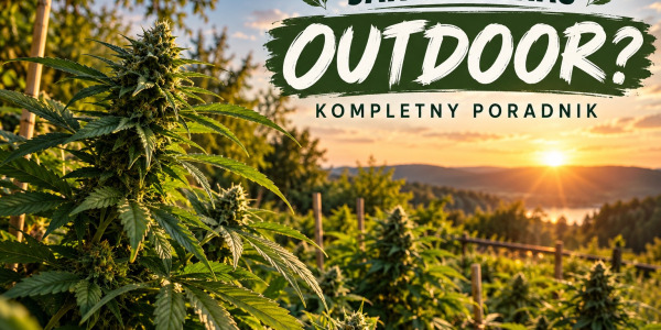 Jak uprawiać outdoor? Kompletny poradnik uprawy outdoor w Polsce