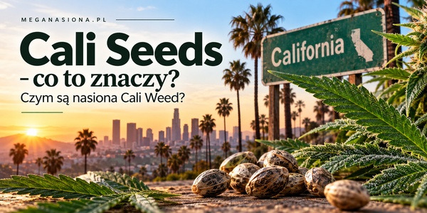 Cali Seeds – co to znaczy? Czym są nasiona Cali Weed?