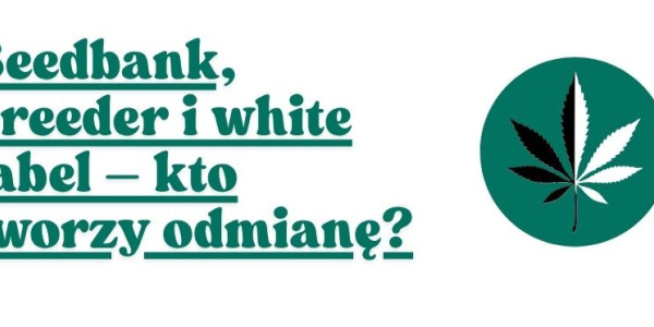 Seedbank, breeder i white label – kto tworzy odmianę?