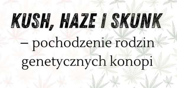 Kush, Haze i Skunk – pochodzenie rodzin genetycznych konopi