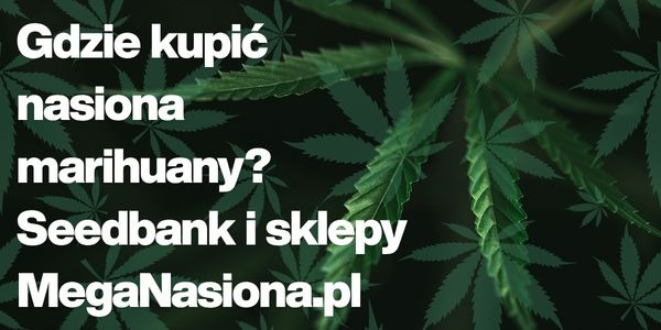 Gdzie kupić nasiona marihuany? Seedbank i sklepy | MegaNasiona.pl