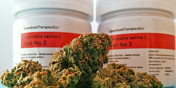 Medyczna Marihuana: Zdrowotne Właściwości i Badania Antynowotworowe