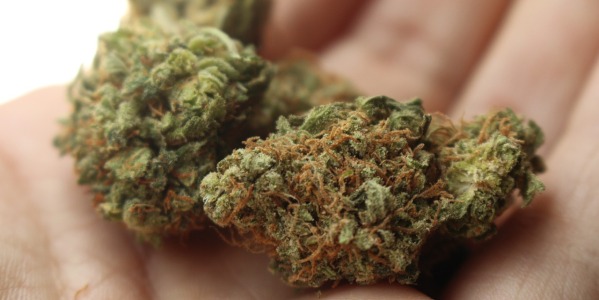 Wpływ marihuany na organizm – jak działa marihuana?