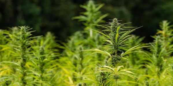 Jak długo marihuana zostaje w naszym organizmie?