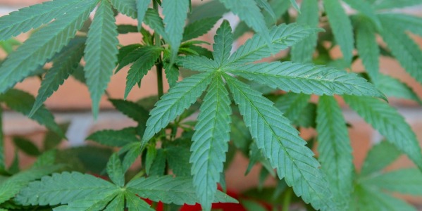 Medyczna marihuana - co leczy, na co pomaga?