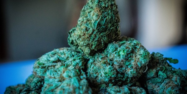 Różnica między konopiami siewnymi z i bez THC - co warto wiedzieć?