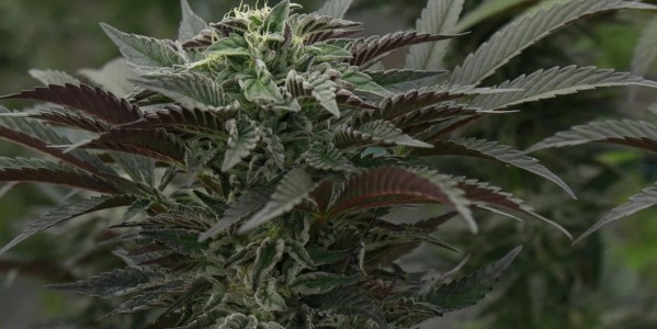 Co to znaczy autoflowering? Dowiedz się, jak hodować nasiona automaty!