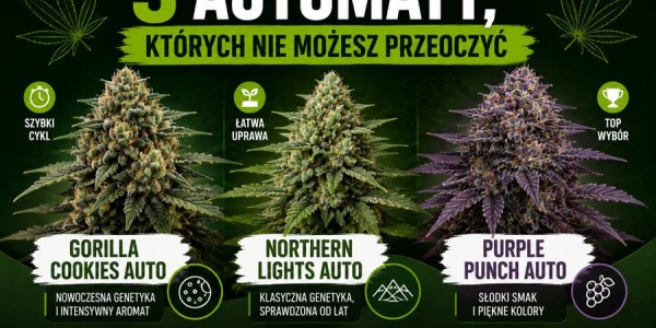 3 automaty, których nie możesz przeoczyć – TOP 3 odmiany Auto