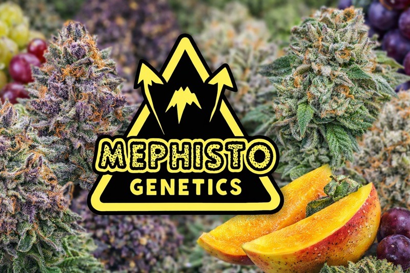 Mephisto Genetics – subiektywna opinia o dwóch odmianach