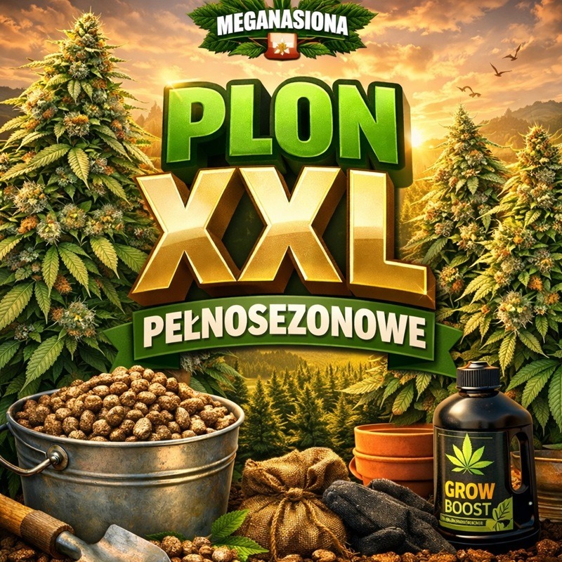 Nasiona marihuany – największy plon indoor i outdoor