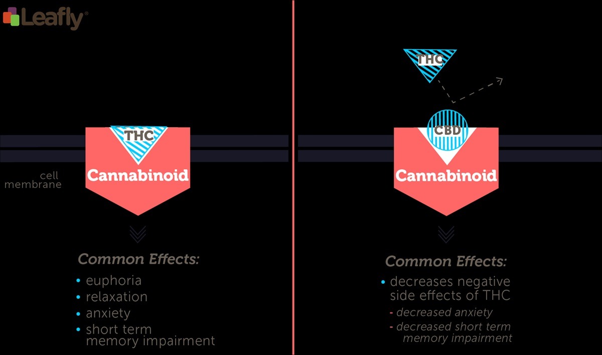 CBD vs THC – czym się różnią? Porównanie działania i właściwości