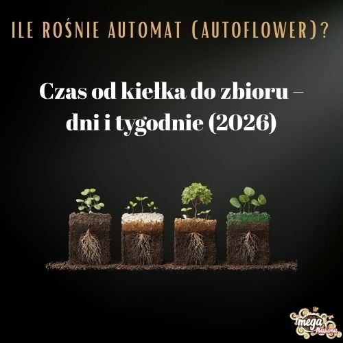 Ile rośnie automat? Czas wzrostu i dojrzewania