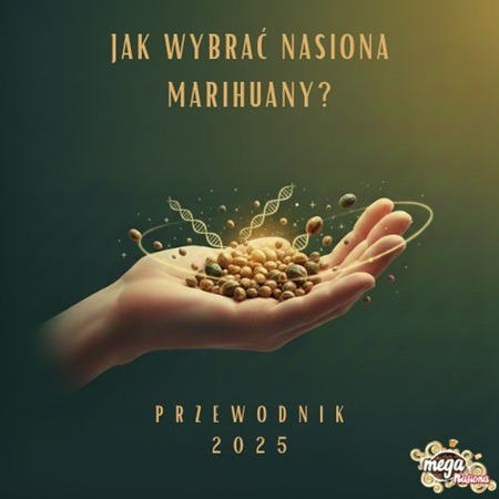 Jak wybrać nasiona konopi? Przewodnik dla początkujących
