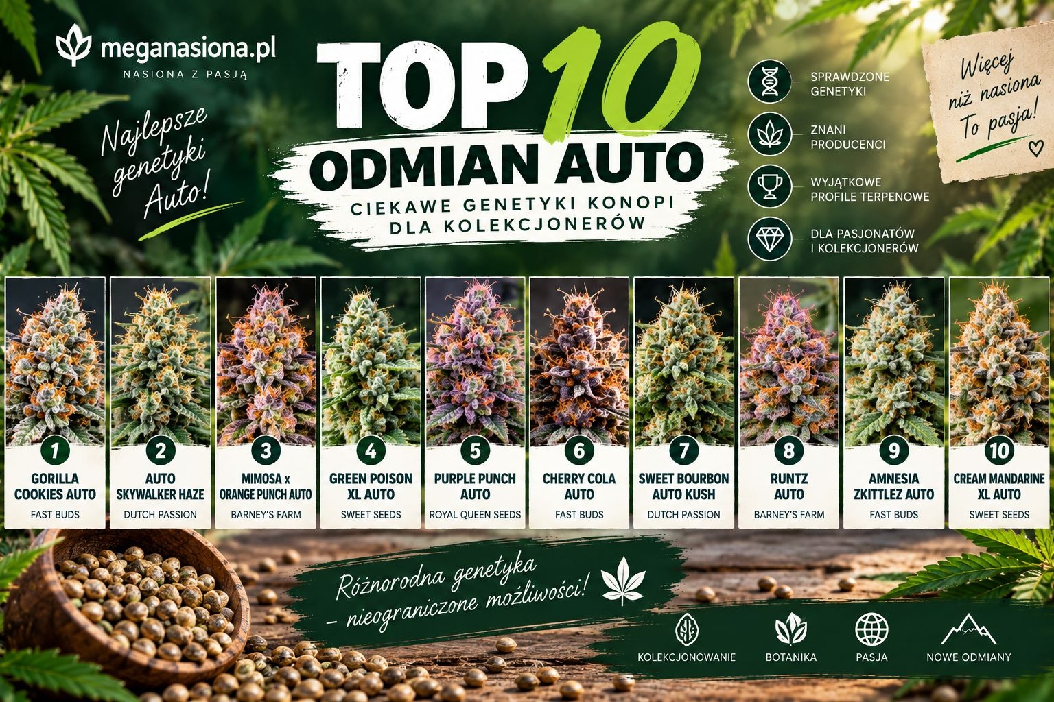 Najlepsze odmiany Auto w 2022r.