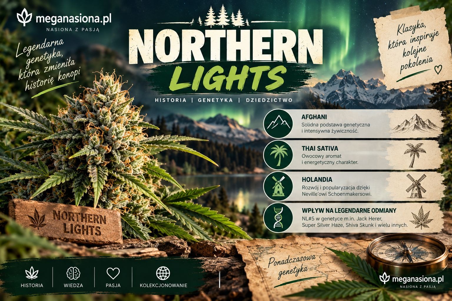 Historia odmiany Northern Lights
