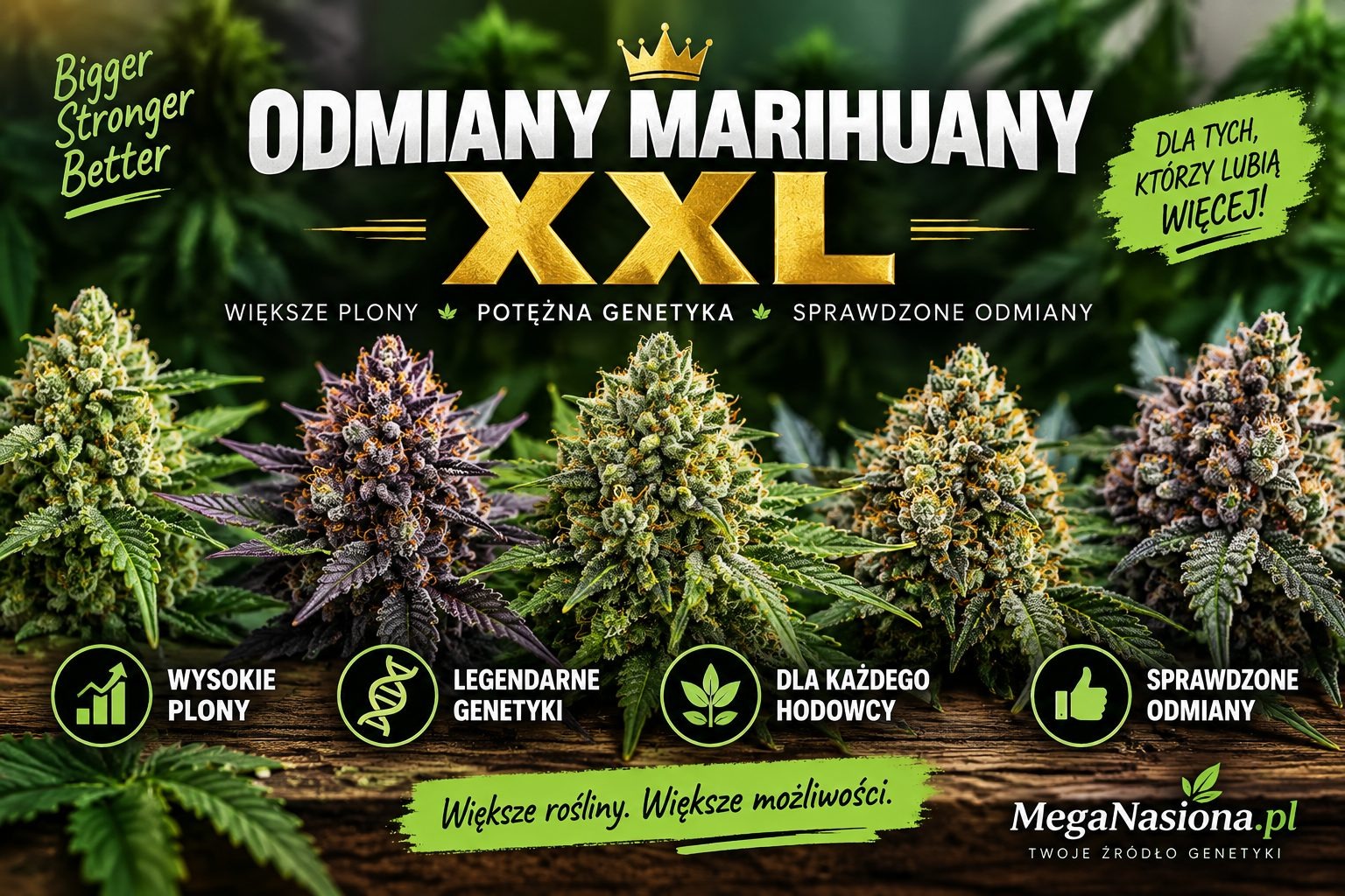 Odmiany marihuany XXL - największy plon