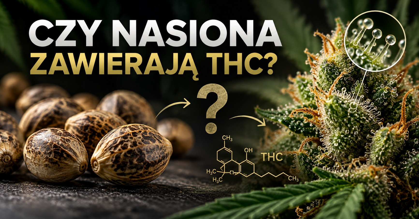 Czy nasiona marihuany zawierają THC? Fakty o THC w nasionach konopi
