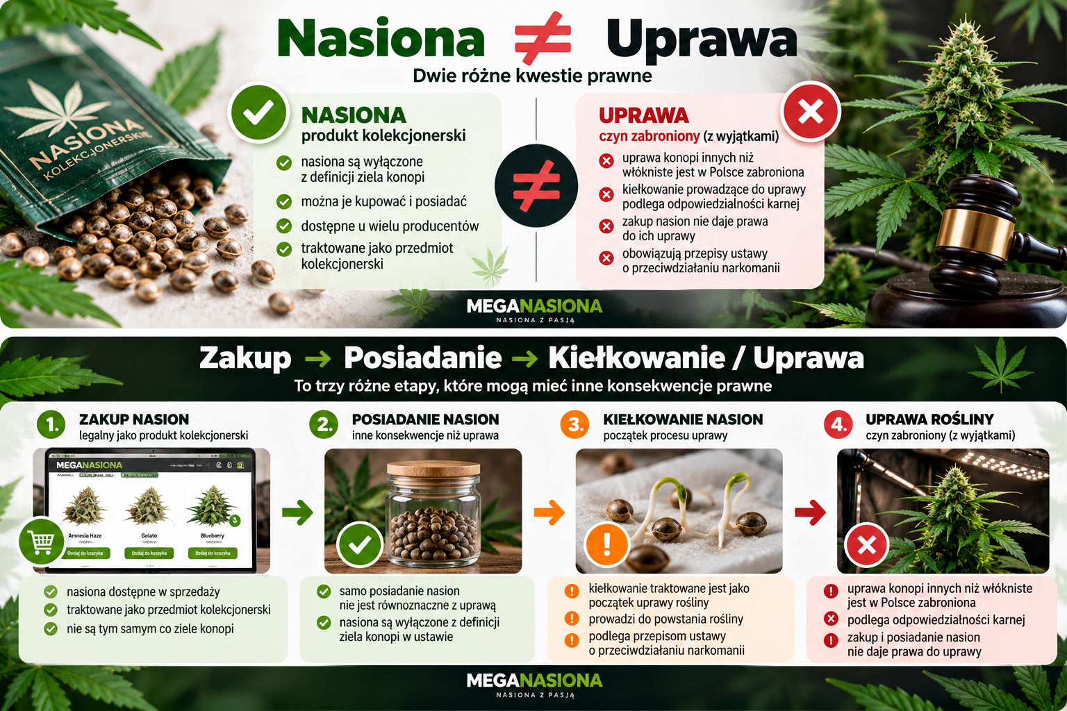 Czy nasiona marihuany są legalne w Polsce? Prawo 2026