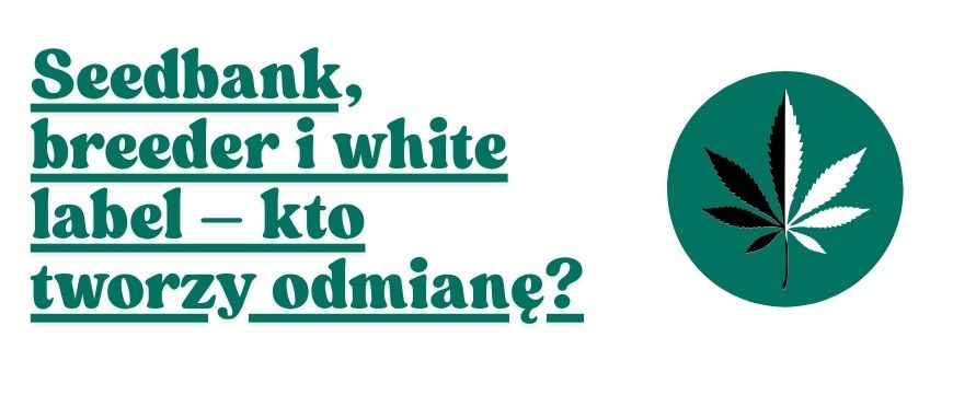 Seedbank, breeder i white label – kto tworzy odmianę?