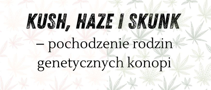 Kush, Haze i Skunk – pochodzenie rodzin genetycznych konopi