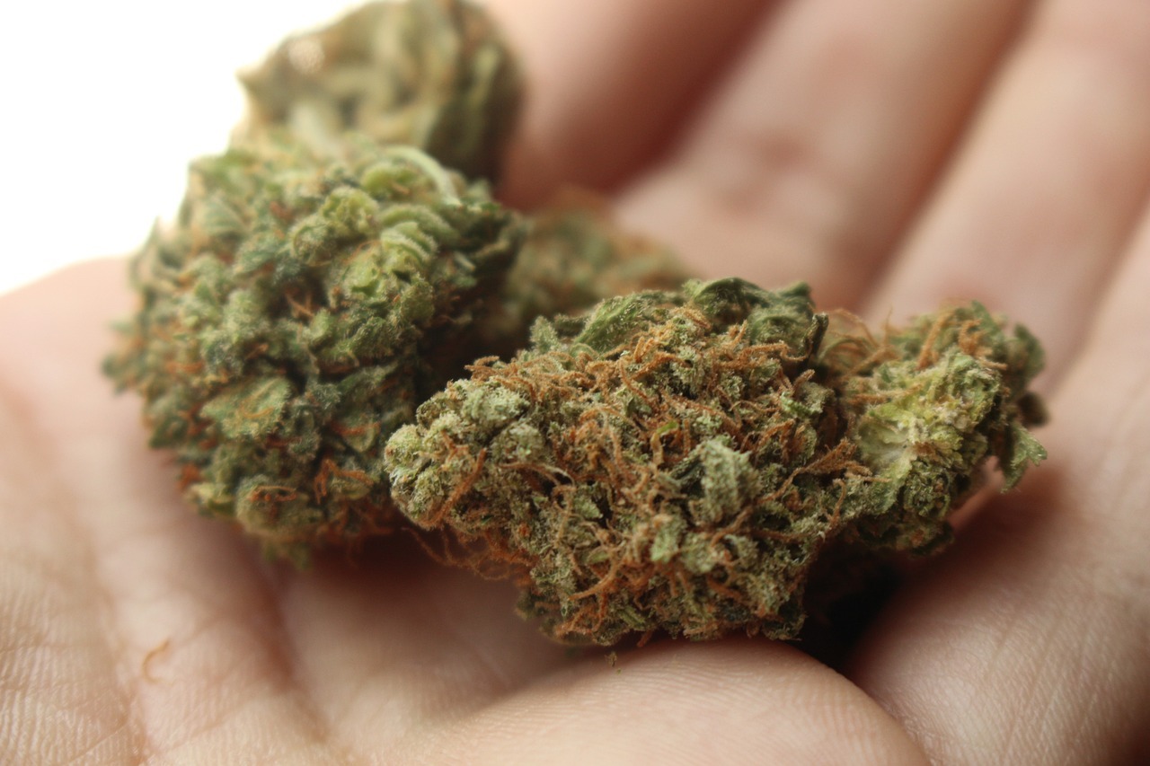 Wpływ marihuany na organizm – jak działa marihuana?