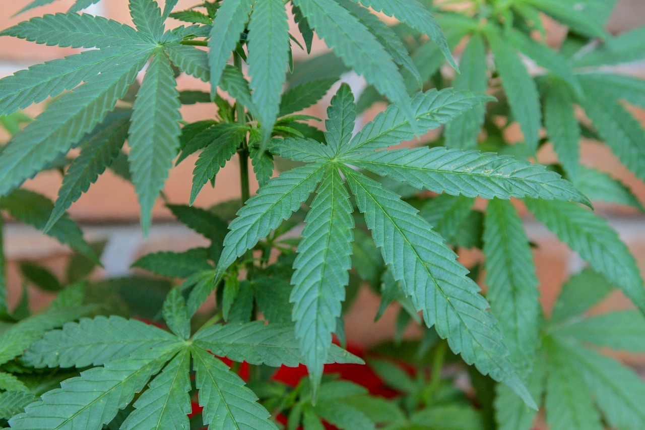 Medyczna marihuana - co leczy, na co pomaga?