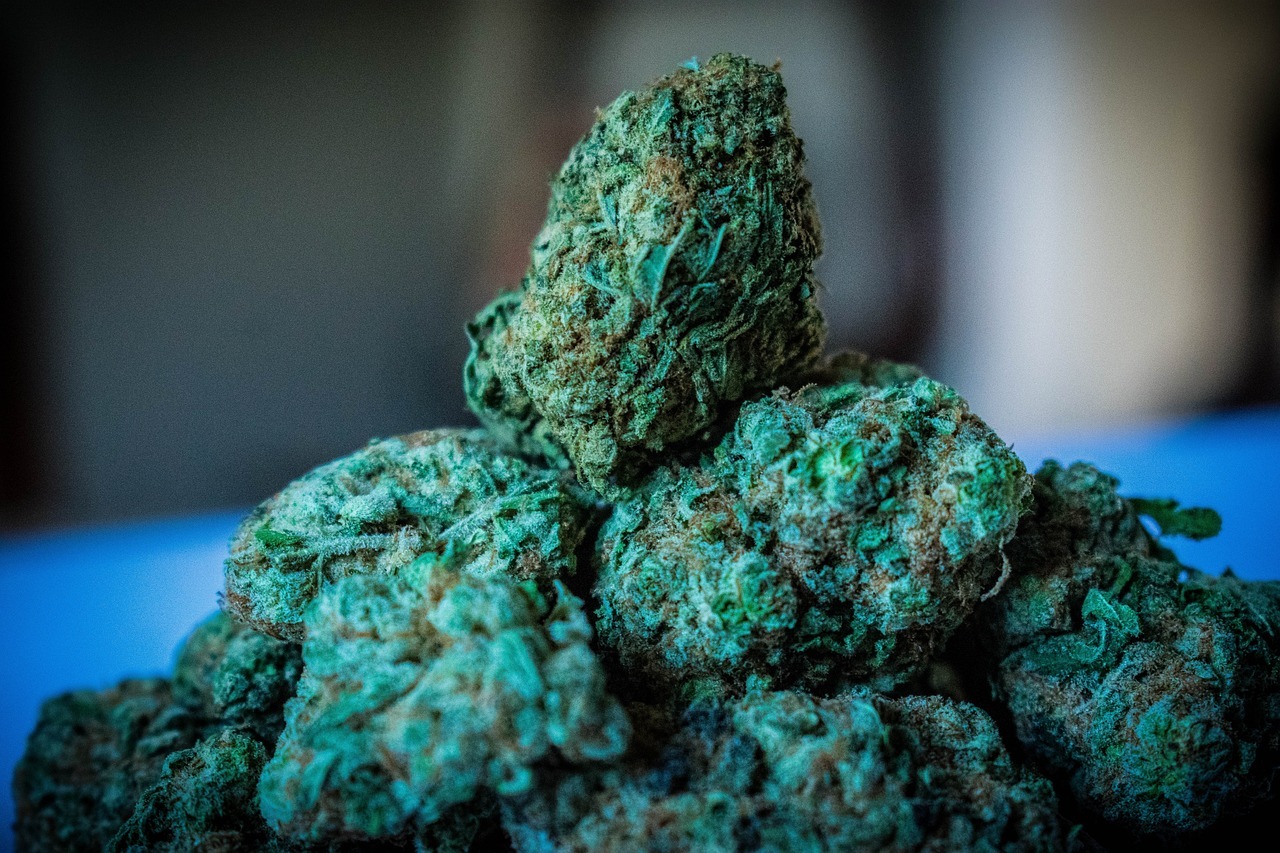 Różnica między konopiami siewnymi z i bez THC - co warto wiedzieć?
