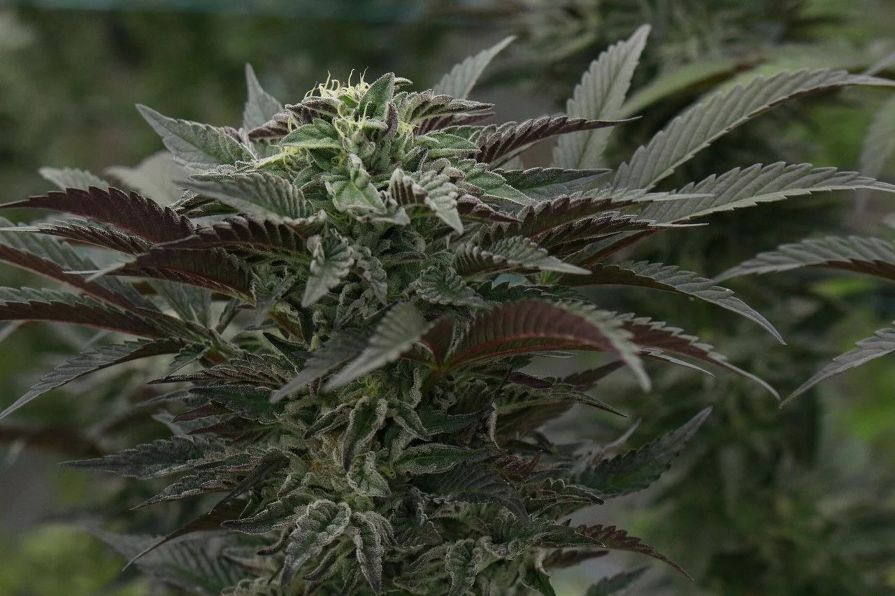 Co to znaczy autoflowering? Dowiedz się, jak hodować nasiona automaty!