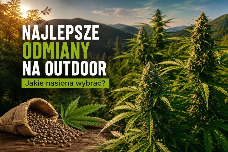 Najlepsze odmiany na outdoor – jakie nasiona wybrać?