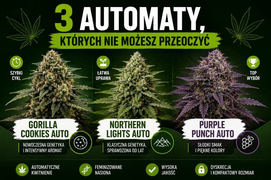 3 automaty, których nie możesz przeoczyć – TOP 3 odmiany Auto
