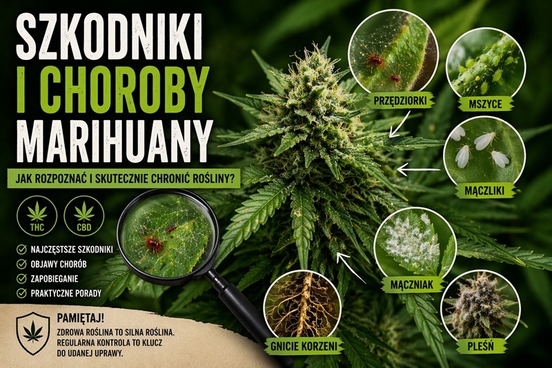 Szkodniki i choroby marihuany – jak je rozpoznać?