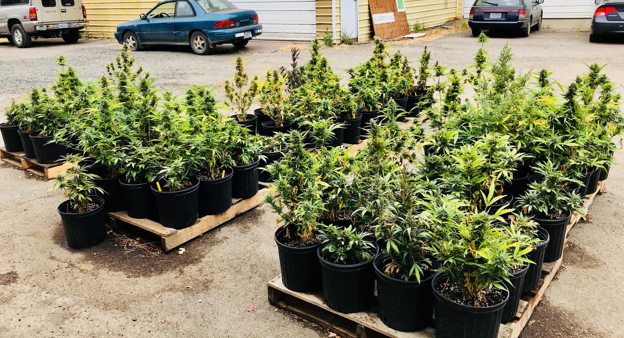 autoflowering vs feminized